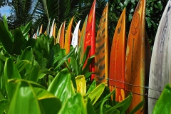 Board Fence near Haiku on Maui