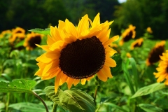 Sunflowers at Marini Farm in Ipswich, Massachusetts