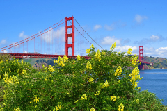 Wildflowers and The Golden Gate Bridge