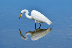 Eastern Egret