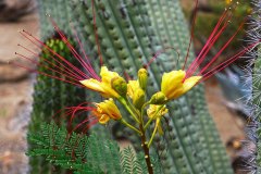Cactus Bloom