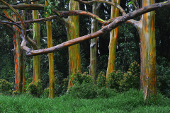Rainbow Eucalyptus