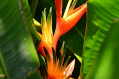 Tropical Heliconia on the Road to Hana on Maui