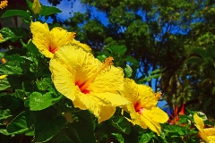 Tropical Hibiscus on Maui