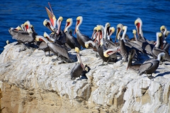 Pelicans @ Natural Bridges State Park in Santa Cruz, California