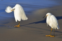 Snowey Egrets at Natural Bridges State Park in Santa Cruz, California