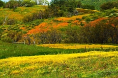 Wildflower Superbloom near Carrizo Plain in California