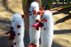 White Torch Cactus near Palm Springs, California