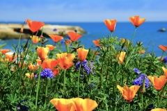 West Cliff Drive Wildflowers in Santa Cruz, California